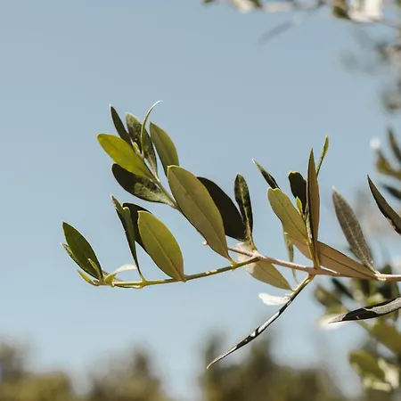 Elaia Retreat Naxos Βίβλος