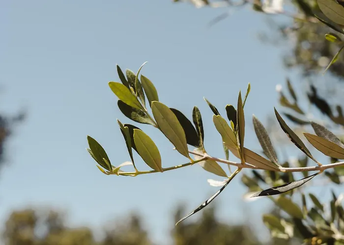 Elaia Retreat Naxos Βίβλος